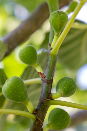 A branch of a fig tree with green leaves and small green fruits. The fruits are clustered together...