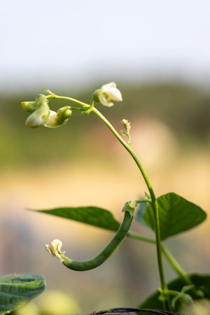 A green bean plant with a few leaves and a flower. The flower is white and the plant is growing in a...