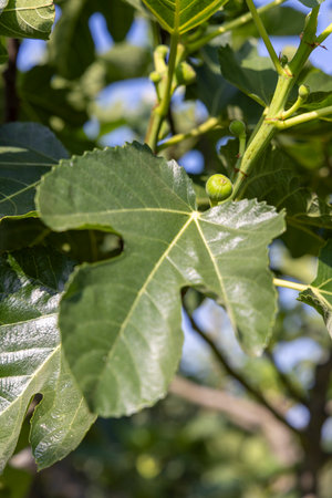 A branch of a fig tree with green leaves and small green fruits. The fruits are clustered together...