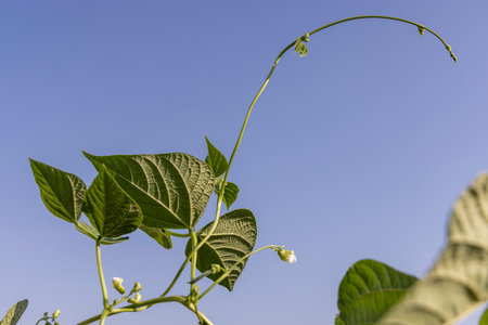 A bean plant with green leaves is growing on a bamboo pole. The leaves are small and green, and the plant is growing towards the skyの写真素材
