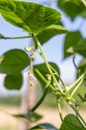 A green bean plant with green leaves and green beans. The plant is growing on a vine