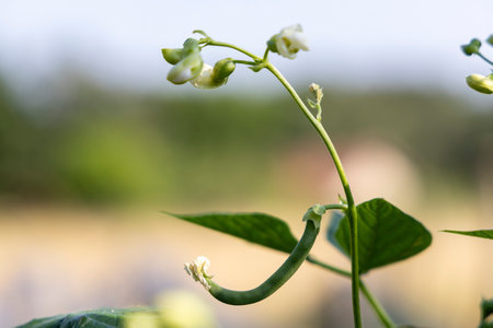 A green bean plant with a few leaves and a flower. The flower is white and the plant is growing in a fieldの写真素材