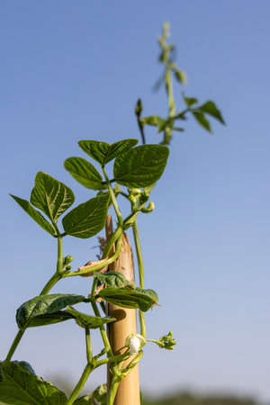 A bean plant with green leaves is growing on a bamboo pole. The leaves are small and green, and the plant is growing towards the skyの写真素材