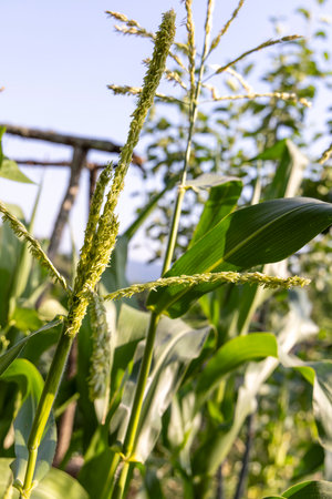 A tall stalk of corn with green leaves and yellow flowers. The stalk is in a field with a blue sky in the backgroundの写真素材