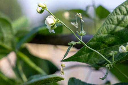 A green bean plant with a few leaves and a flower. The flower is white and the plant is growing in a fieldの写真素材