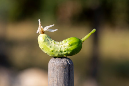 A green cucumber is sitting on a wooden post. The cucumber is small and has a few bumps on itの写真素材