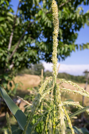 A tall stalk of corn with green leaves and yellow flowers. The stalk is in a field with a blue sky...