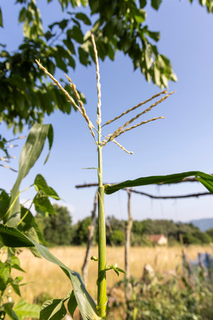 A stalk of corn with a green and brown stalk. The stalk is green and brown, and it is growing in a fieldの写真素材
