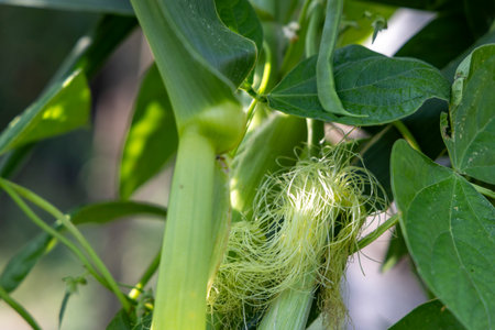 A stalk of green beans with a yellowish stalk of corn growing on it. The corn is growing on the...