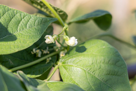 A green bean plant with a few leaves and a flower. The flower is white and the plant is growing in a fieldの写真素材