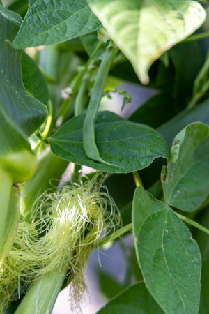 A stalk of corn with a green bean leaf on it. The leaf is green and has a stemの写真素材