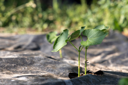 A small bean plant is growing in a plastic container. The container is black and the plant is greenの写真素材