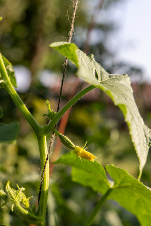 A cucumber plant with a cucumber growing on it. The cucumber is small and greenの写真素材