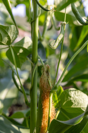 A bean plant with a green stem and a brown stalk. The stalk is brown and has a green leaf on itの写真素材