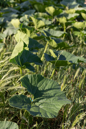A field of green pumpkin plants with a few yellow flowers. The plants are tall and leafy. The field is full of life and colorの写真素材