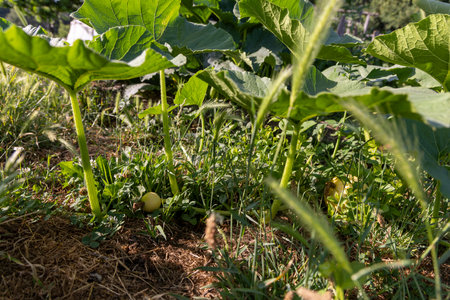 A small yellow squash is growing in a garden. The squash is surrounded by green leaves and is partially hidden by the leavesの写真素材