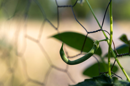 A green bean is growing on a vine. The bean is green and has a small stem. The vine is covered in a wire meshの写真素材