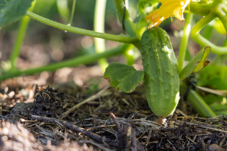 A cucumber plant with a cucumber on it. The cucumber is green and has a few brown spotsの写真素材