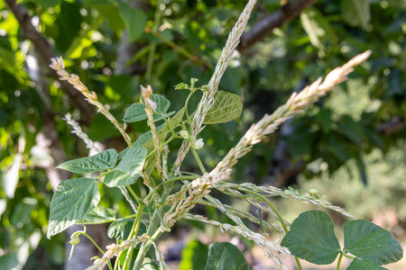 A stalk of corn with a green and brown bean stalk. The stalk is green and brown, and it is growing in a fieldの写真素材