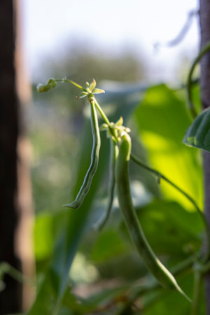 A bunch of green beans are hanging from a tree. The beans are green and appear to be freshの写真素材