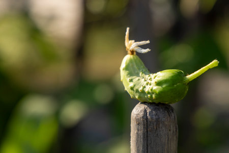 A green cucumber is sitting on a wooden post. The cucumber is small and has a few bumps on itの写真素材