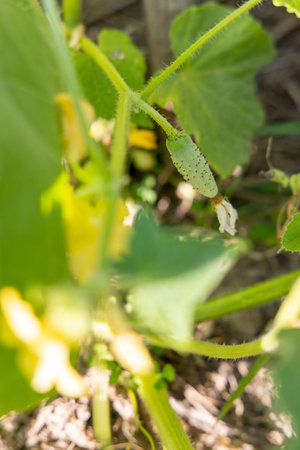 A cucumber plant with a cucumber growing on it. The cucumber is green and has a few brown spotsの写真素材