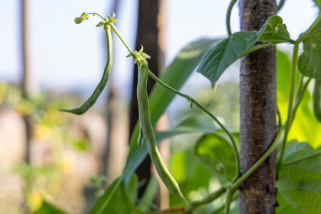 A bunch of green beans are hanging from a tree. The beans are green and appear to be freshの写真素材