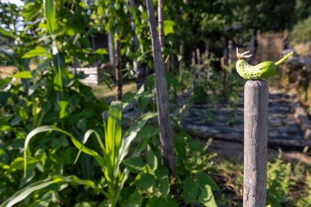 A green cucumber is sitting on a wooden post in a garden. The cucumber is surrounded by green plants and trees, creating a peaceful and natural atmosphereの写真素材