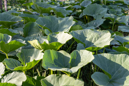 A lush green field of pumpkin leaves with some yellow leaves scattered throughout. The leaves are in a field and are very green, creating a vibrant and healthy atmosphereの写真素材