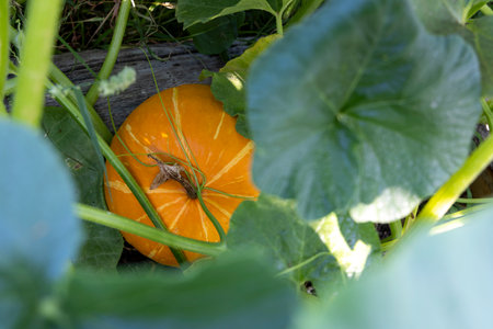A pumpkin is sitting in the middle of some green leaves. The pumpkin is orange and has a striped patternの写真素材