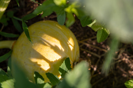A yellow squash is sitting in the dirt. The squash is surrounded by green leaves and stems. The squash is partially hidden by the leaves, but its shadow is visible on the groundの写真素材