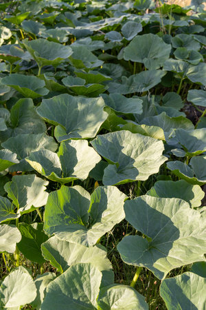 A lush green field of pumpkin leaves with some yellow leaves scattered throughout. The leaves are in a field and are very green, creating a vibrant and healthy atmosphereの写真素材