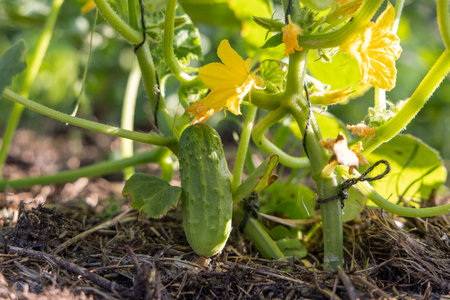 A cucumber plant with a cucumber on it. The cucumber is green and has a few brown spotsの写真素材
