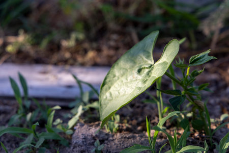 A tiny bean plant with green leaves is growing on the ground. The plant is small and delicateの写真素材