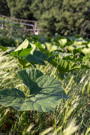 A field of green pumpkin plants with a few yellow flowers. The plants are tall and leafy. The field is full of life and colorの写真素材