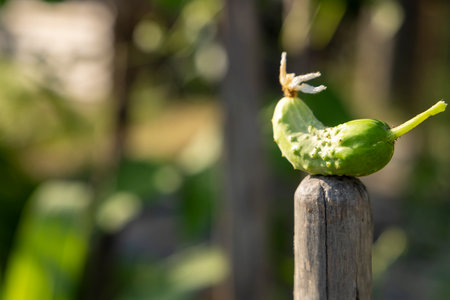A green cucumber is sitting on a wooden post. The cucumber is small and has a few bumps on itの写真素材