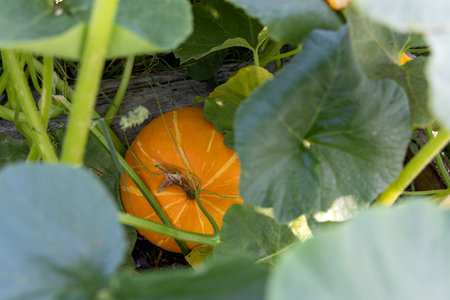 A small yellow squash is growing in a garden. The squash is surrounded by green leaves and is partially hidden by the leavesの写真素材
