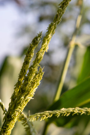 A tall stalk of corn with green leaves and yellow flowers. The stalk is in a field with a blue sky in the backgroundの写真素材