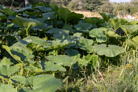 A lush green field of pumpkin leaves with some yellow leaves scattered throughout. The leaves are in a field and are very green, creating a vibrant and healthy atmosphereの写真素材