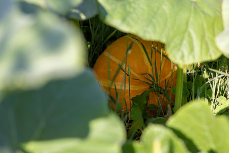 A pumpkin is hidden in the grass. The pumpkin is orange and has a green stem. The pumpkin is surrounded by green leavesの写真素材