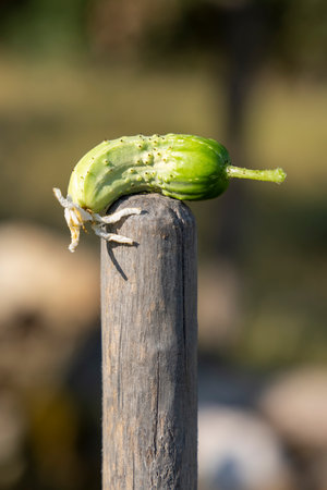 A green cucumber is sitting on a wooden post. The cucumber is small and has a few bumps on itの写真素材