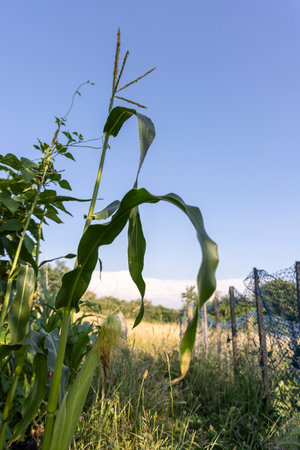 A stalk of corn is growing in a field. The sky is clear and blue. The corn is tall and greenの写真素材