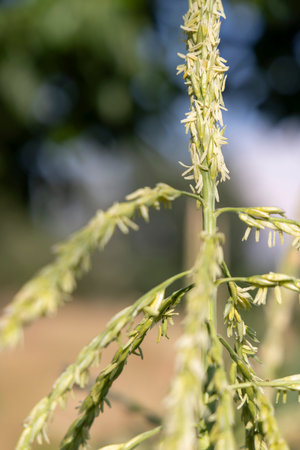 A tall stalk of corn with green leaves and yellow flowers. The stalk is in a field with a blue sky in the backgroundの写真素材