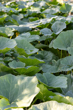 A lush green field of pumpkin leaves with some yellow leaves scattered throughout. The leaves are in a field and are very green, creating a vibrant and healthy atmosphereの写真素材