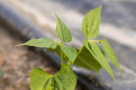 A tiny bean plant with green leaves is growing on a black plastic sheet. The plant is in a pot and is surrounded by a plastic sheet. The plant is small and delicateの写真素材
