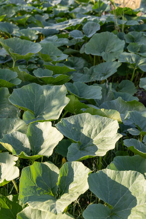 A lush green field of pumpkin leaves with some yellow leaves scattered throughout. The leaves are in a field and are very green, creating a vibrant and healthy atmosphereの写真素材