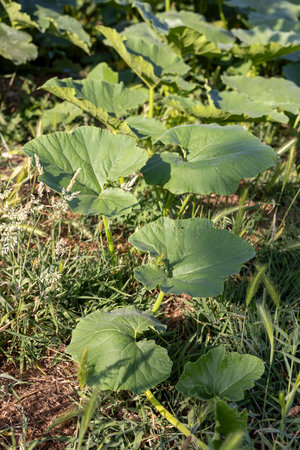 A lush green field of pumpkin leaves with some yellow leaves scattered throughout. The leaves are in a field and are very green, creating a vibrant and healthy atmosphereの写真素材