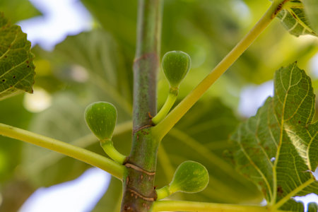 A branch of a fig tree with green leaves and small green fruits. The fruits are clustered together and are visible from the top of the branchの写真素材