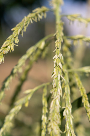 A tall stalk of corn with green leaves and yellow flowers. The stalk is in a field with a blue sky in the backgroundの写真素材