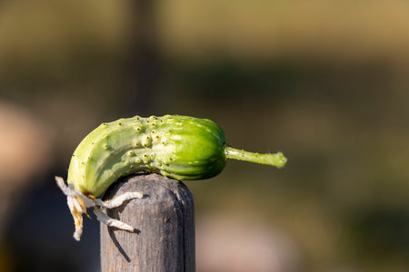 A green cucumber is sitting on a wooden post. The cucumber is small and has a few bumps on itの写真素材
